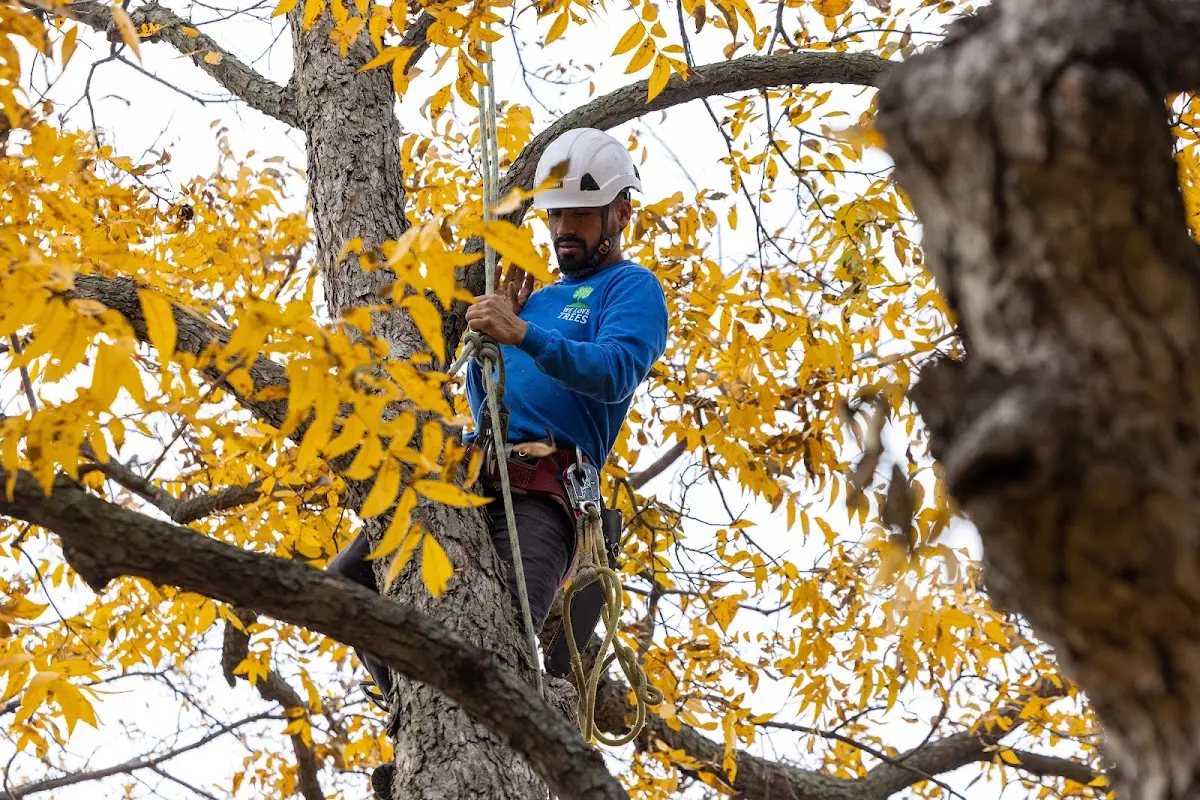 Skilled Storm Damage Cleanup crew working in Napoleon