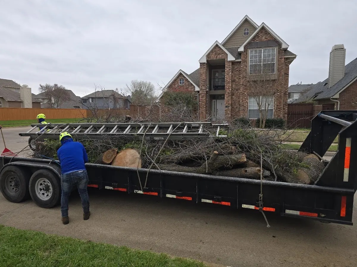 Expert Tree Pest Control with proper safety equipment in Napoleon